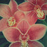 Orchid