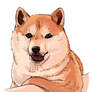 Shiba Inu