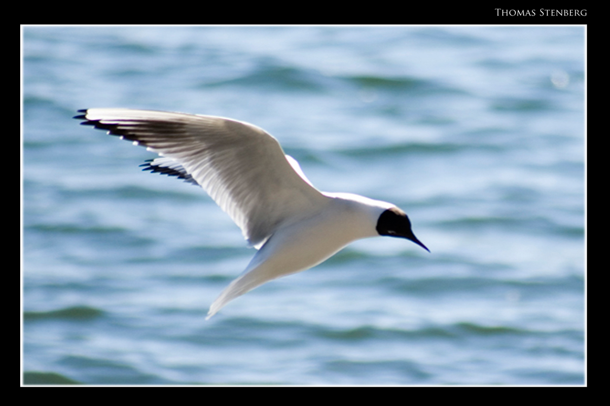 Seagull