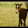 Foal