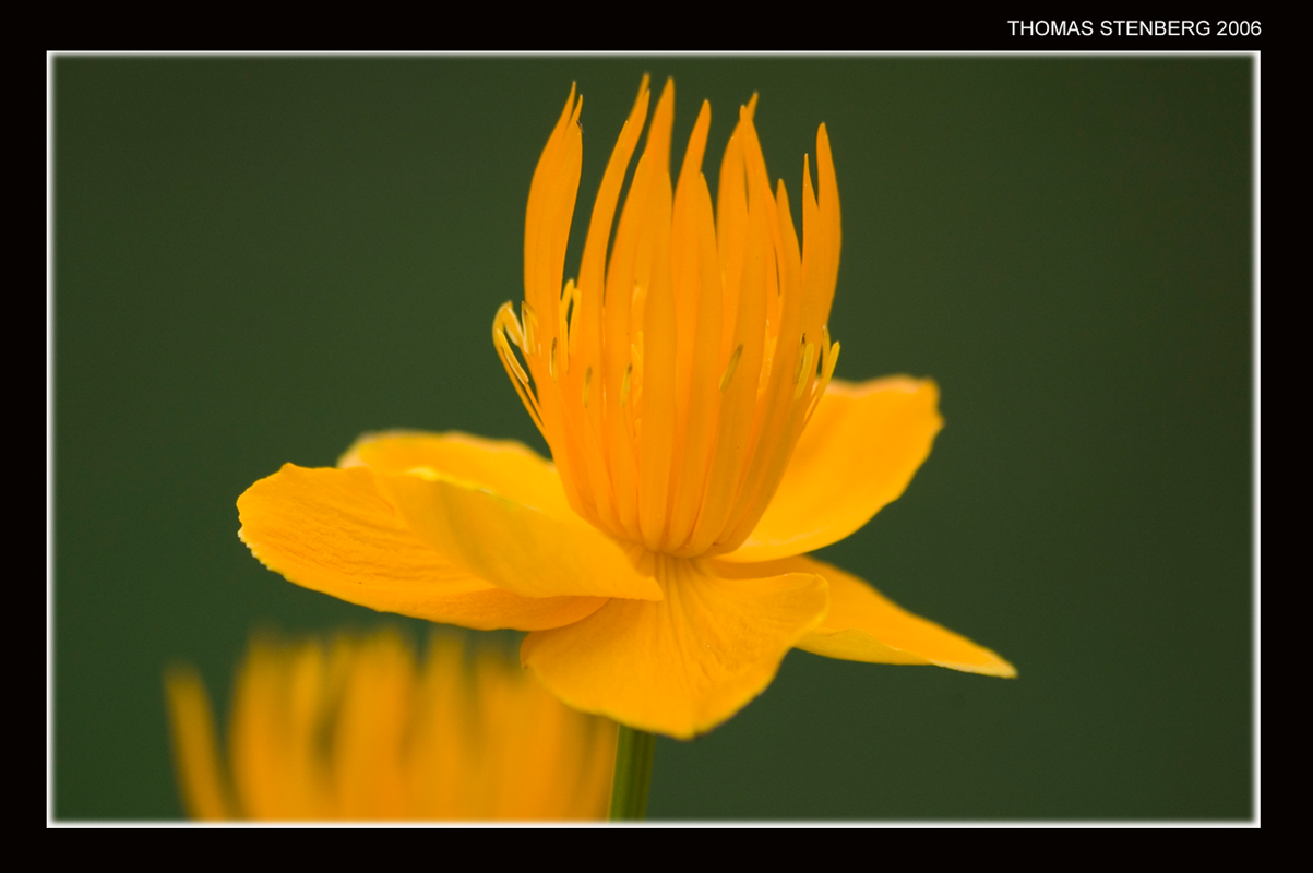 Flower_007