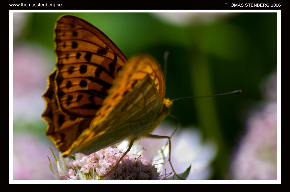 Butterfly 5 - Issoria lathonia