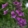 Purple Bells