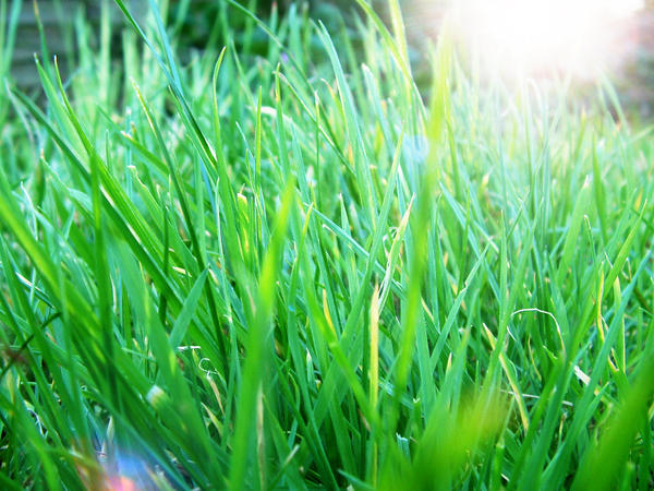 Grass