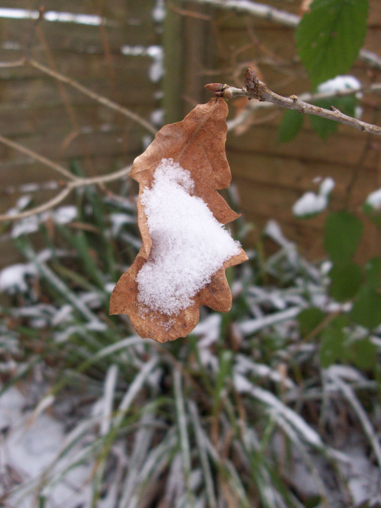 Snow in a leaf