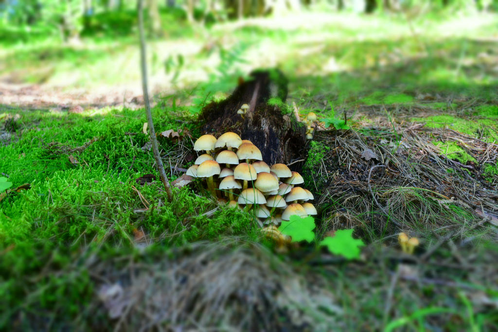 Small toadstools by Ivaho on DeviantArt