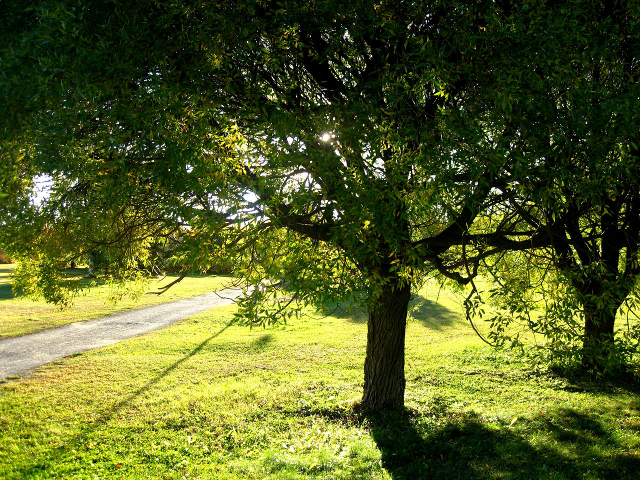 Green in the Fall