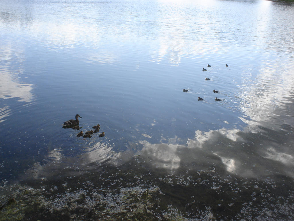 Ducks at Andrew Haydon park