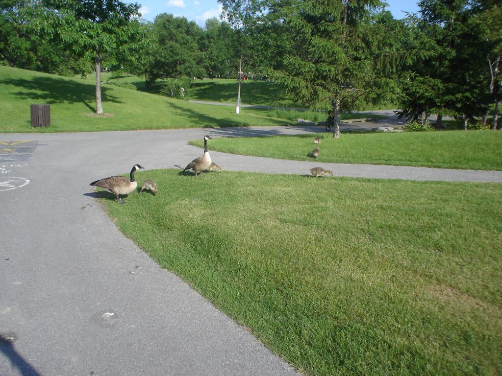 Canadian Geese June 21 08