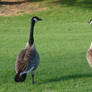 Canadian Geese couple
