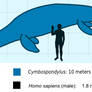 Cymbospondylus to Scale