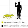 Lycaenops to Scale