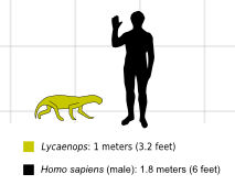 Lycaenops to Scale