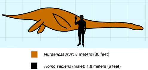 Muraenosaurus to Scale