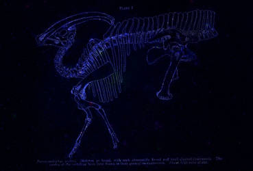 Parasaurolophus walkeri, a new genus and species o