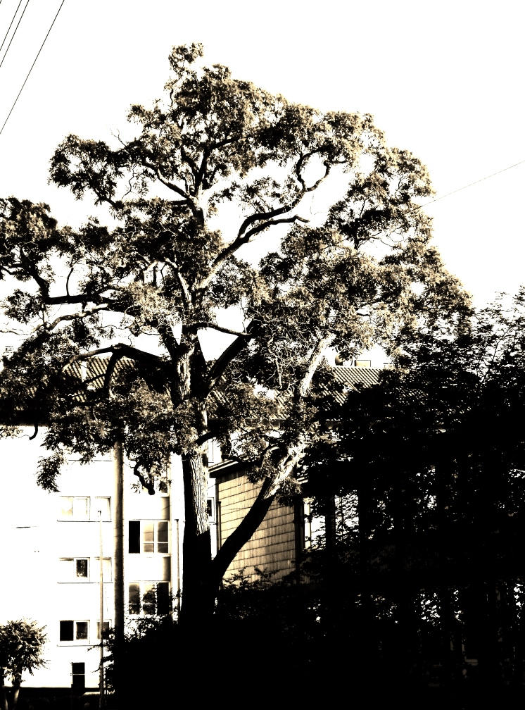 Tree in Pain by Antarasol on DeviantArt