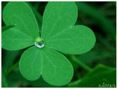 clover.