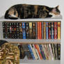 Bookworm Cat