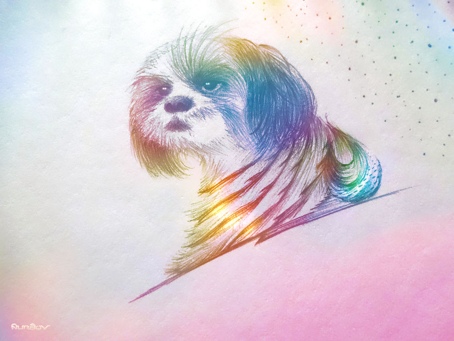 Shih Tzu Hong