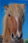 Horse ! You call me ? by riksons