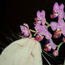 Cat and Flower (phalaenopsis)