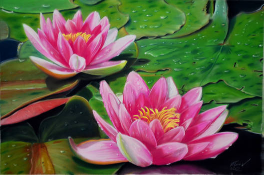 Waterlilies