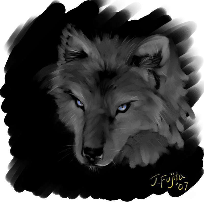 wolf sketch