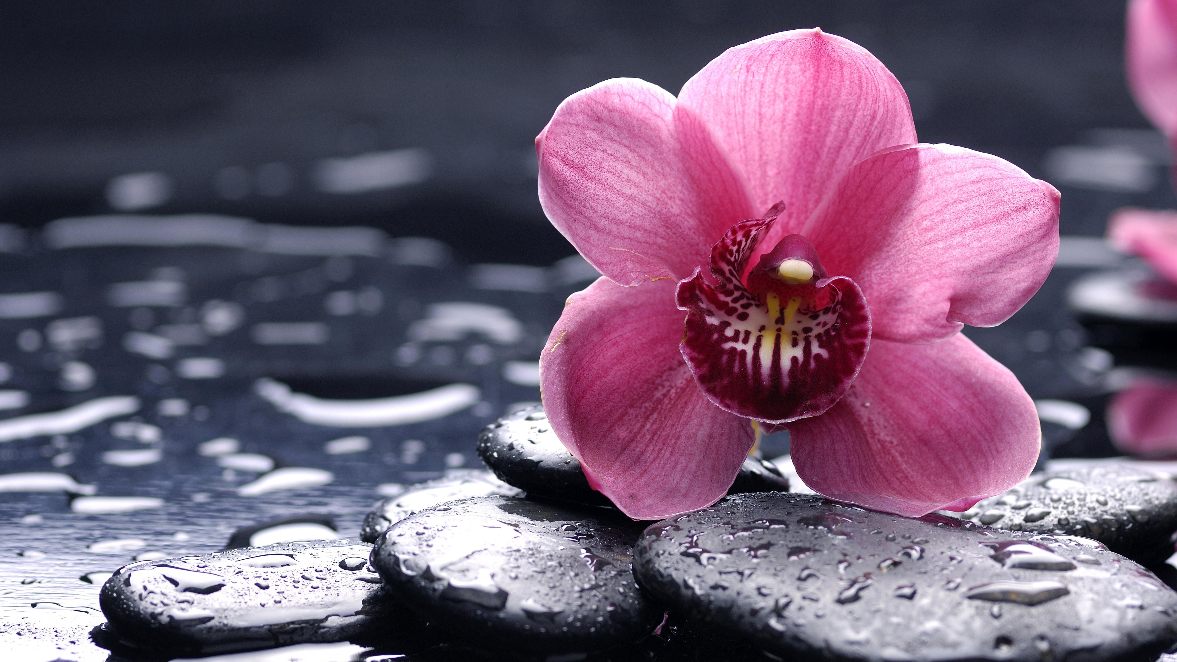 4k-wallpaper Flowers-1 by Wahub on DeviantArt 4k-wallpaper Flowers-1 by Wahub on DeviantArt
