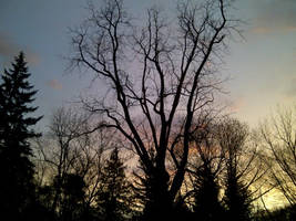 Tree by the Creek