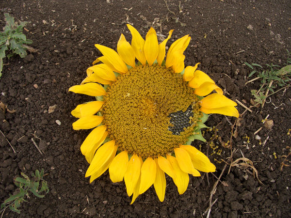 Sunflower Wounded