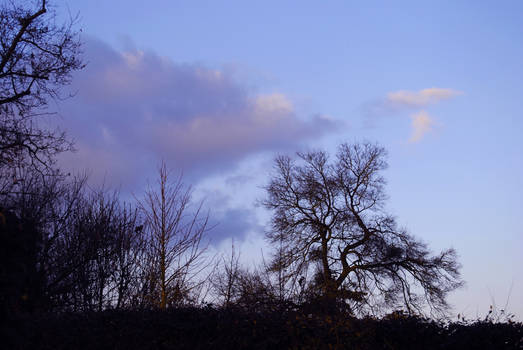 l'arbre qui bleuit