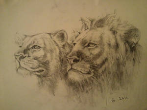 Lions Charcoal