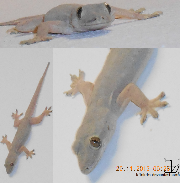 Lizard 20131120