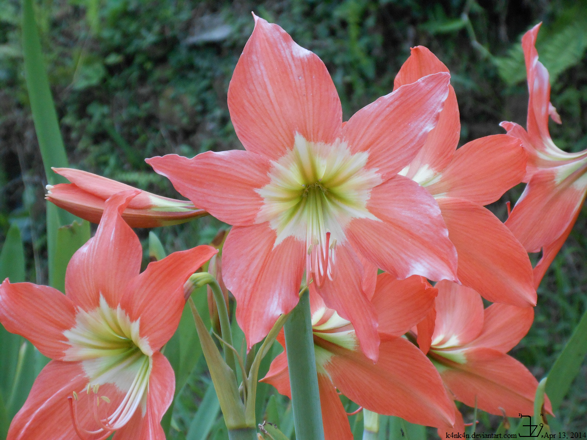 Flowers at Tanaki 06