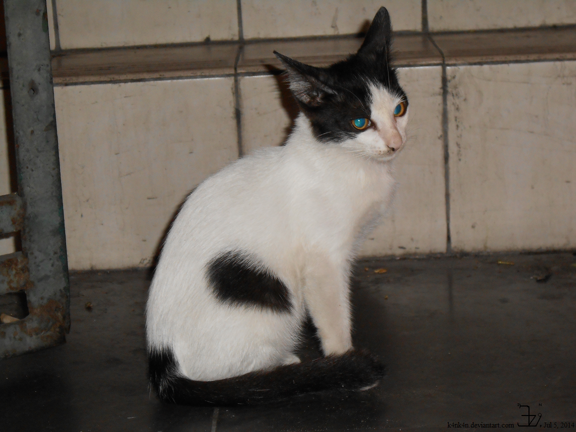 Newspaper cat's kitten