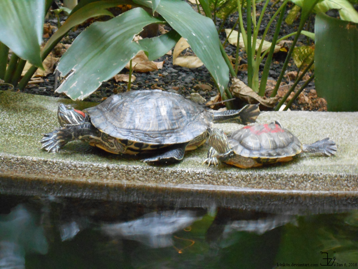 Tortoises at 1 Utama _ 20160106