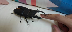 Stag beetle on my birthday (2 January 2024) 3 by K4nK4n