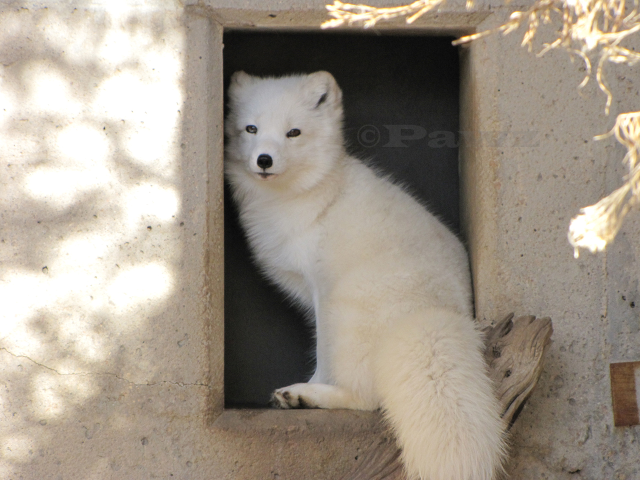 Arctic Fox 6