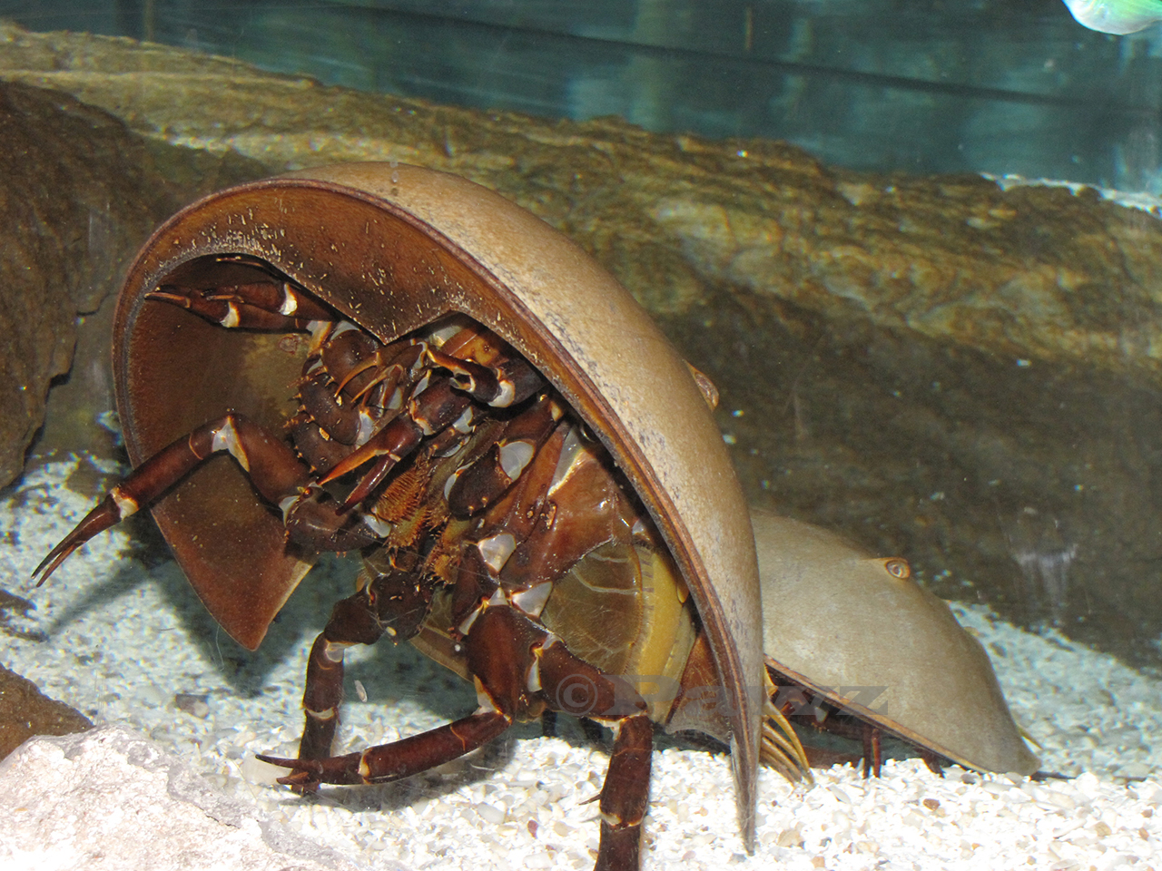 Horse Shoe Crab