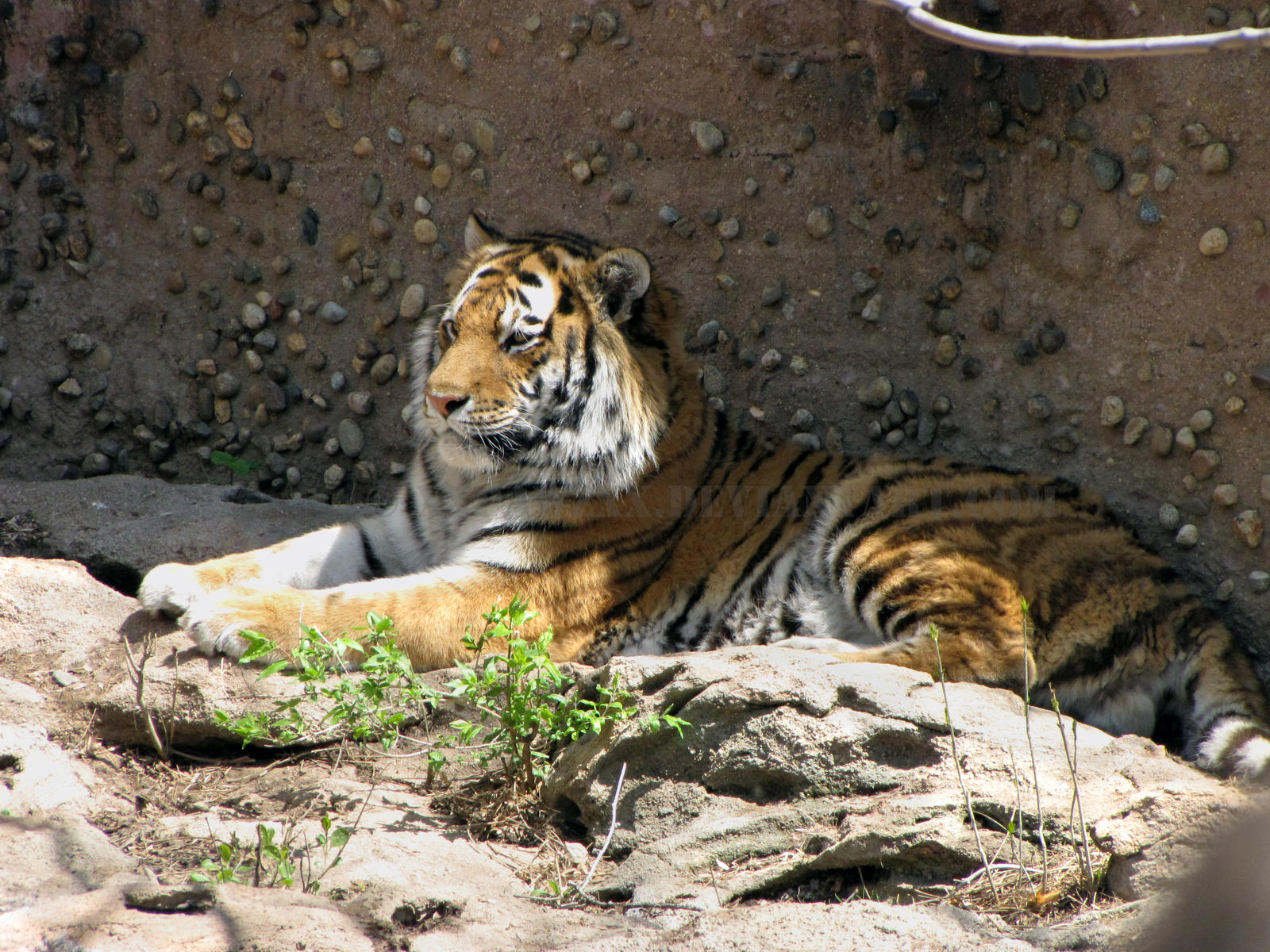 Laying Tiger