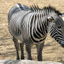 Tired Zebra