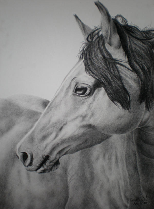 Horse Portrait