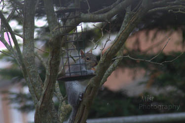 Squirrel - Photography