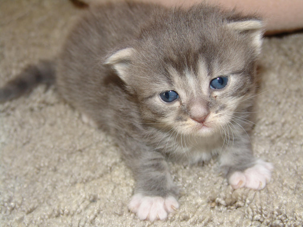 Baby Steps 462 By Catstock On Deviantart Baby Steps 462 By Catstock On Deviantart