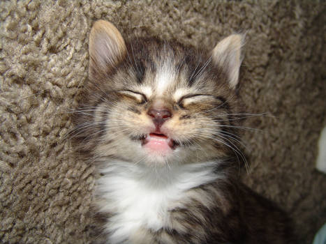 Kitten Smile