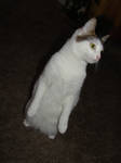 Standing by CatStock