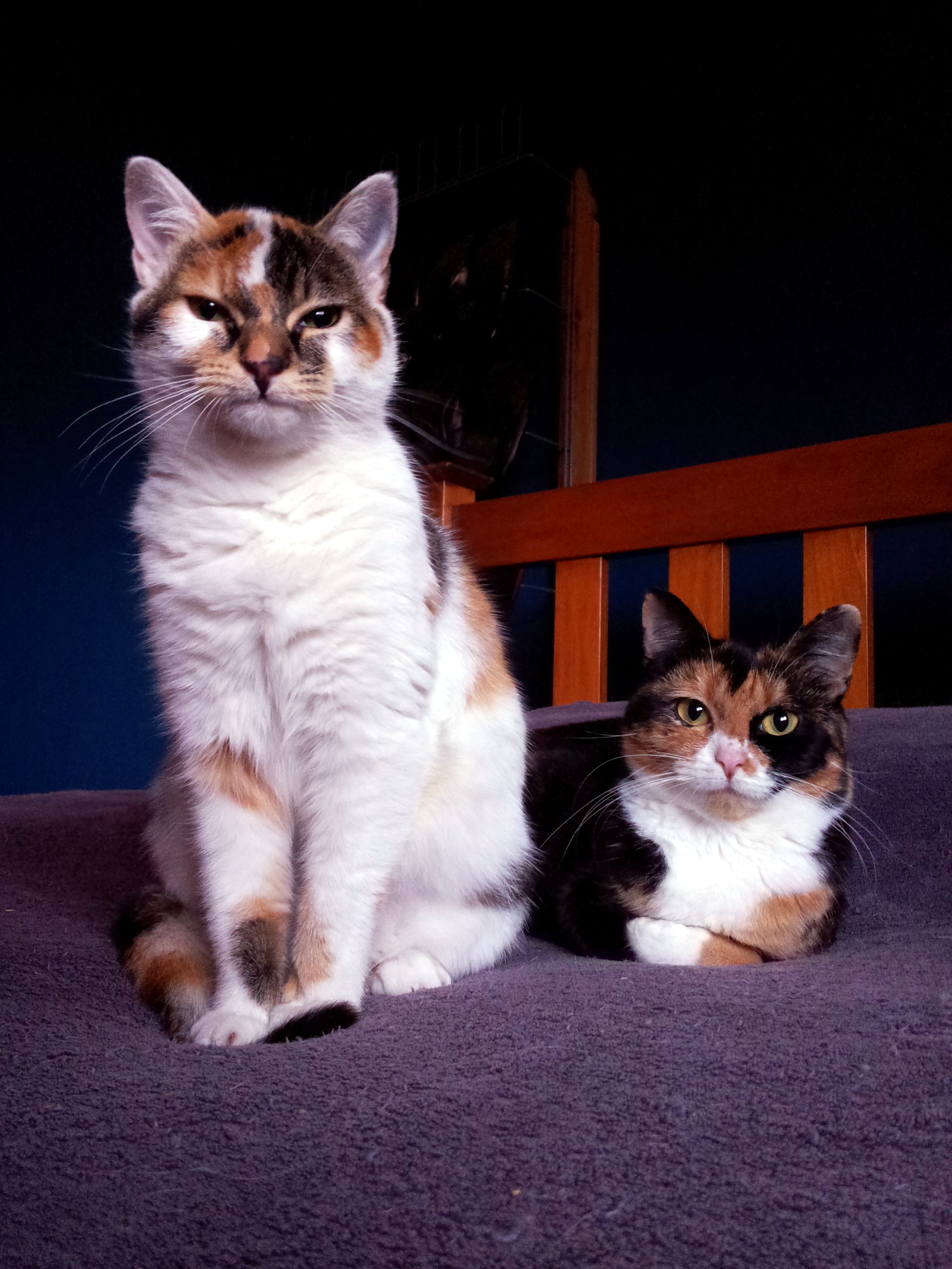 Two Torties