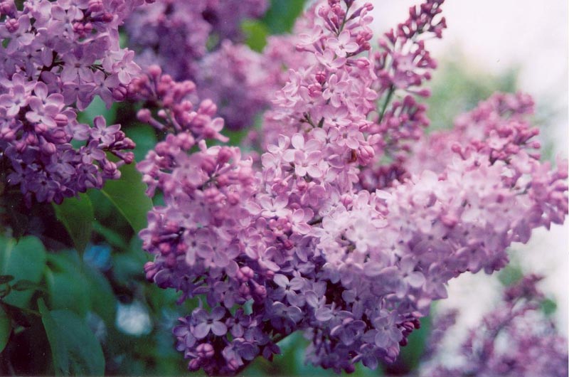 lilacs