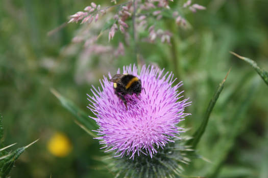 Bee on Thistle Blossom