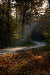 autumn in the forest